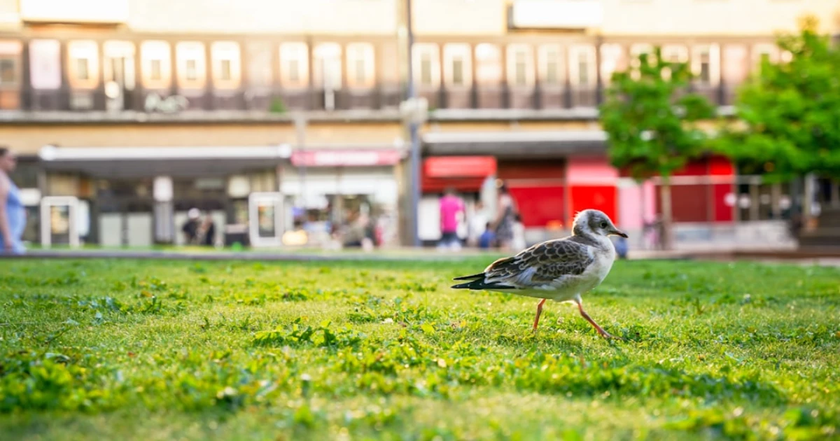 bam utbildning eskilstuna